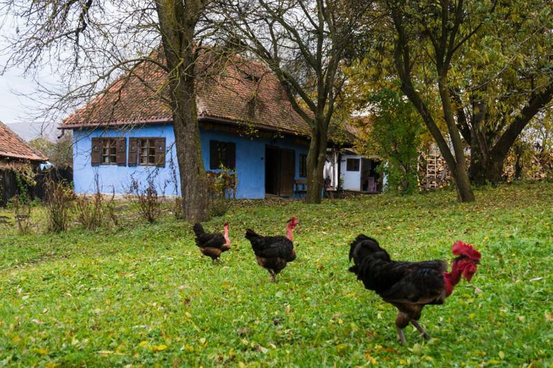 Count Kalnoky'S Transylvanian Guesthouses Miclosoara Exterior photo